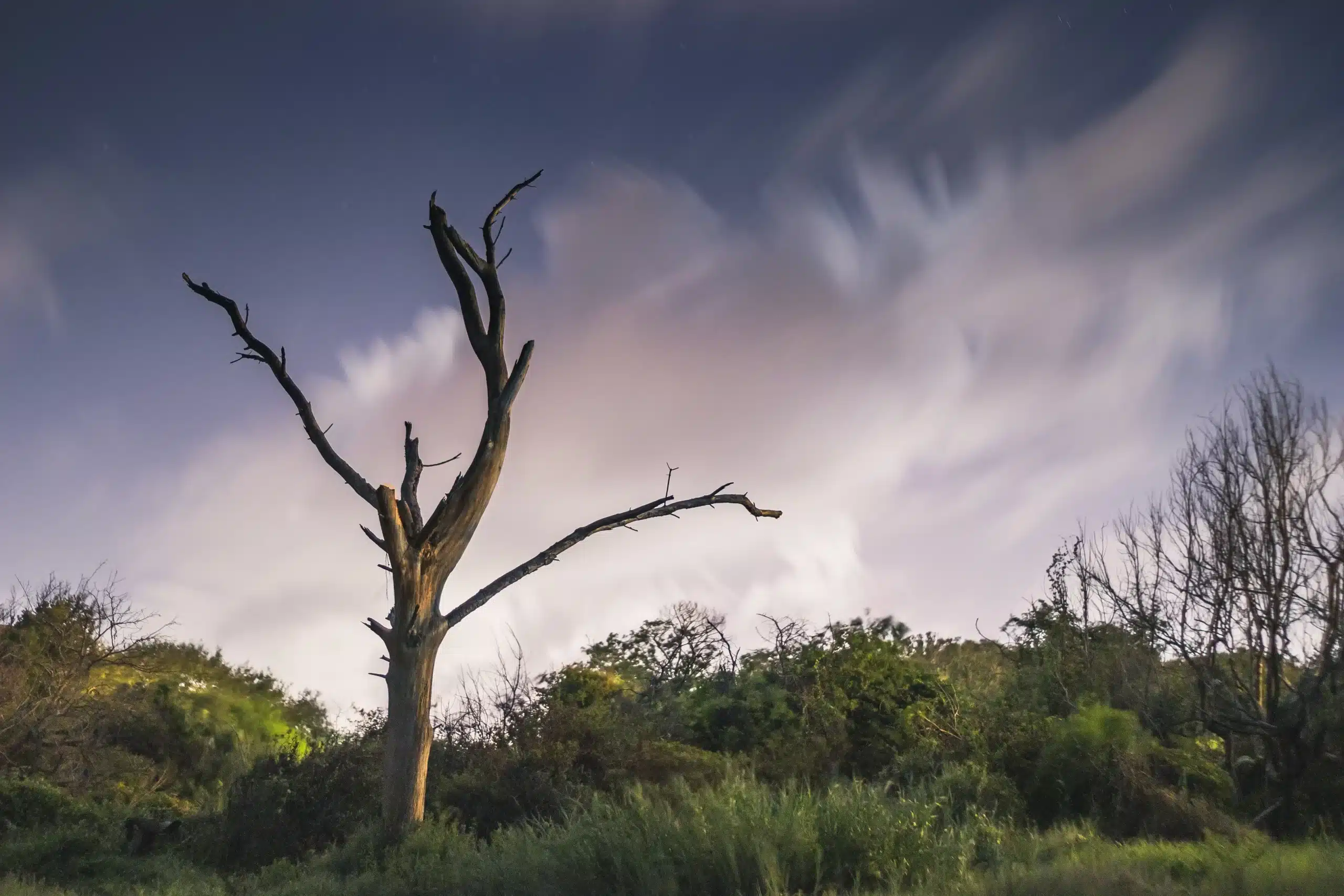 dead tree at night