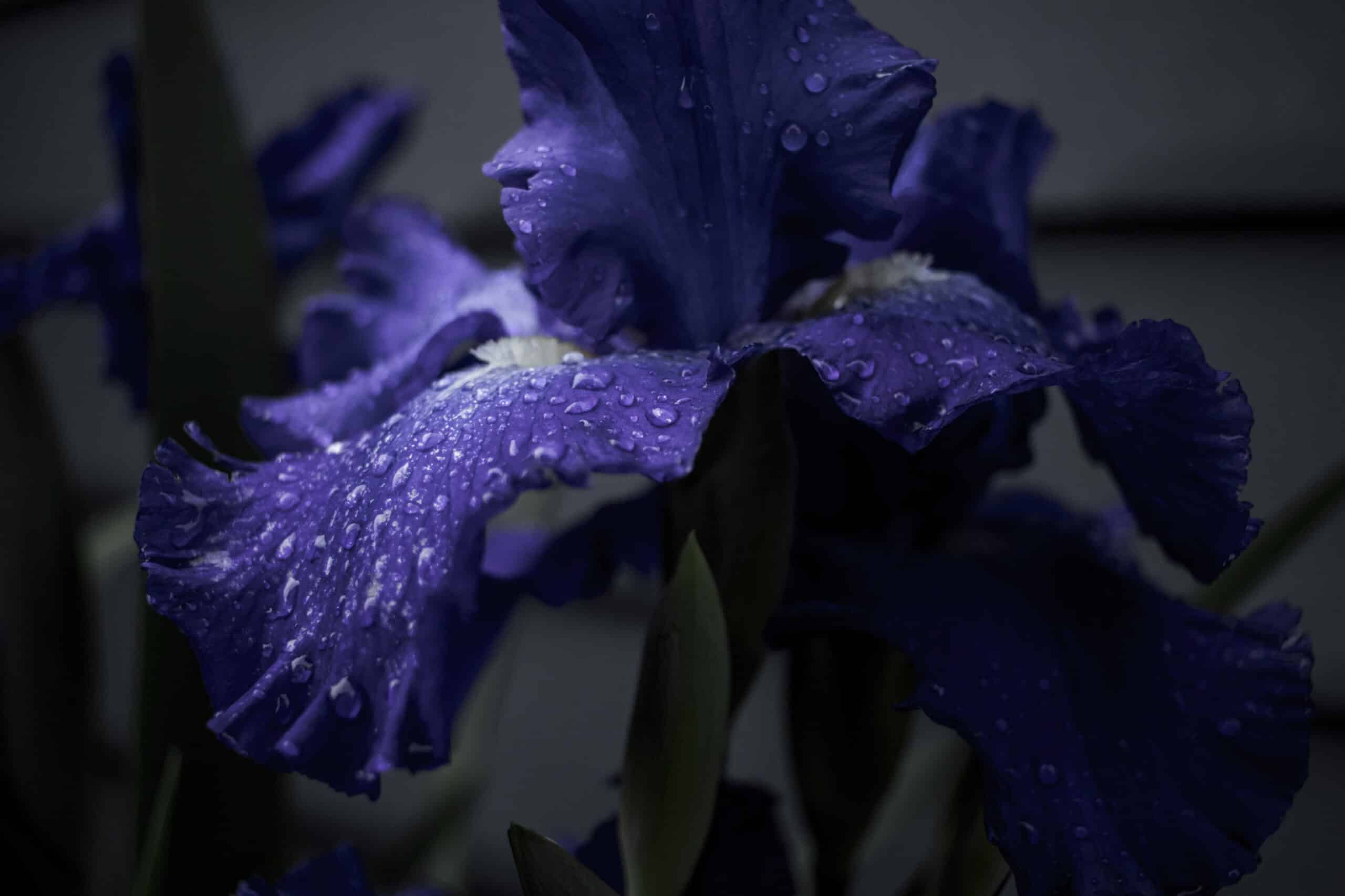 Siberian iris